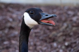 Canadian goose hissing