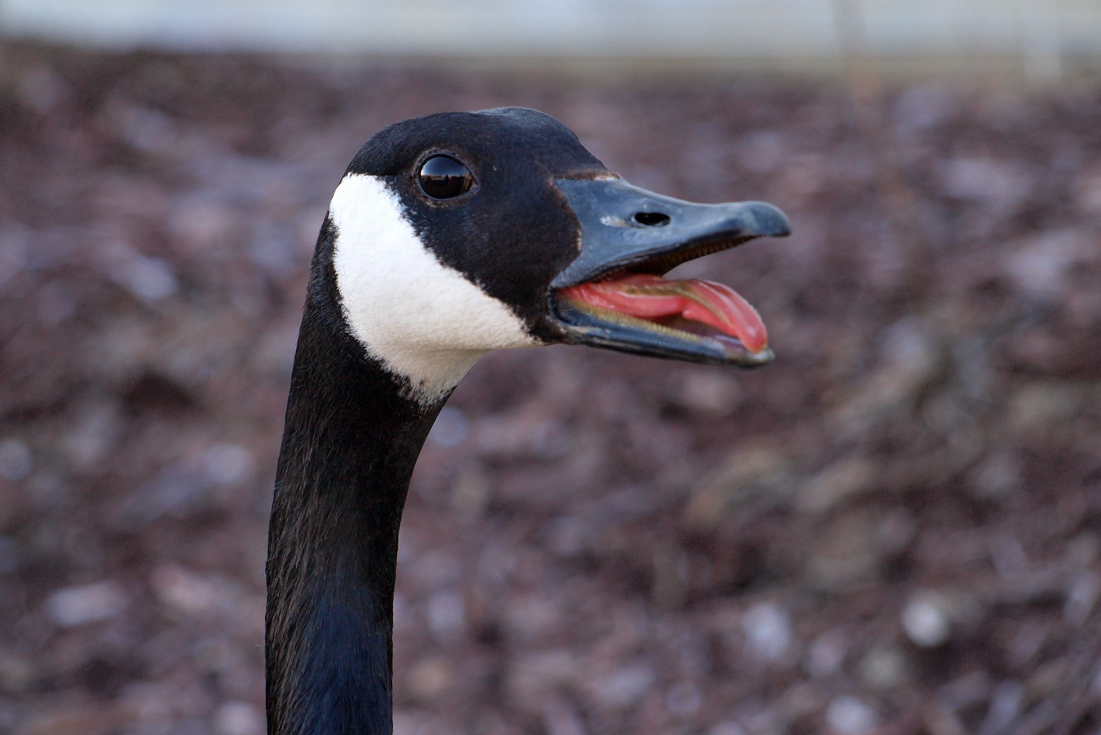 A Canadian goose hissing