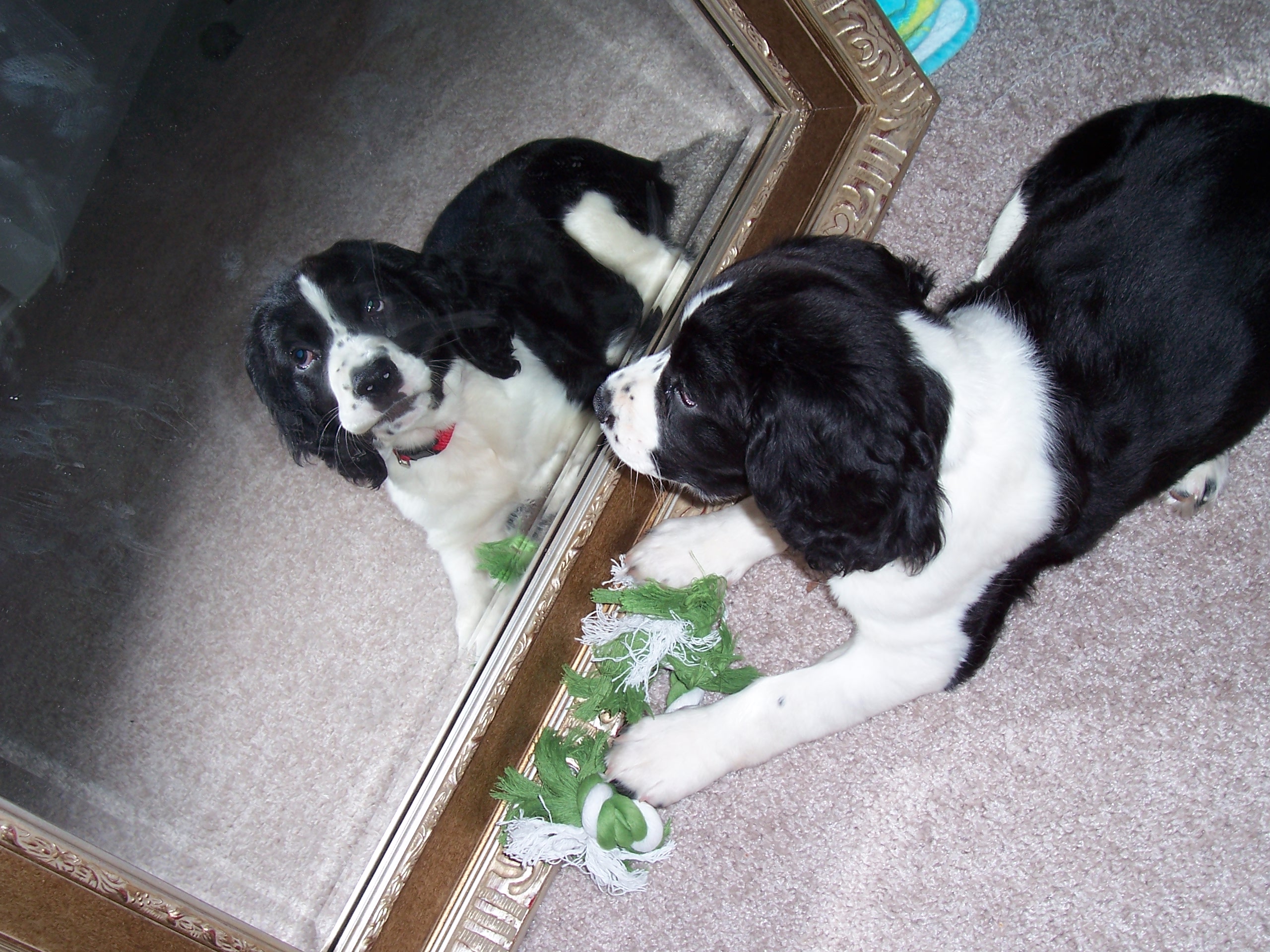 puppy looking in the mirror
