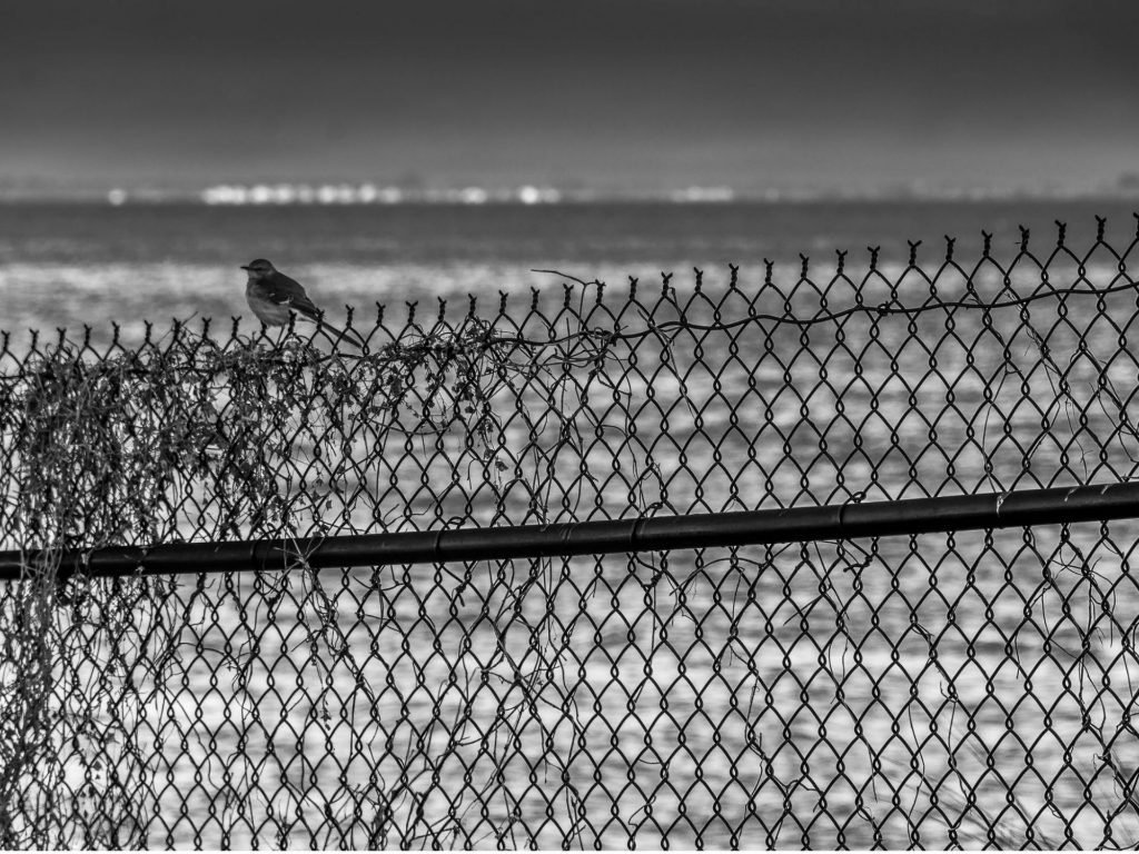 Photo: Spencer Harris. “Bird on a Fence.” Licensed under CC BY 2.0