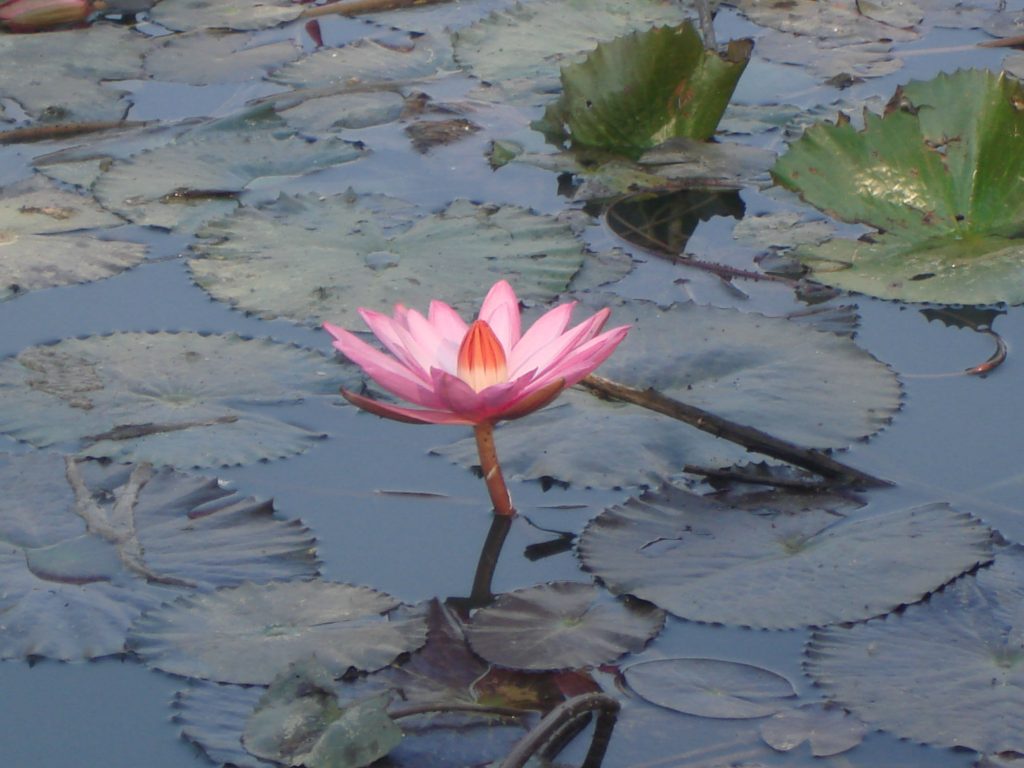 photo-deepak-adhikari-lotus-flower-cc-by-sa