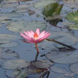 photo-deepak-adhikari-lotus-flower-cc-by-sa