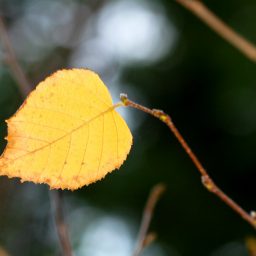 The last leaf dangling on a tree limb