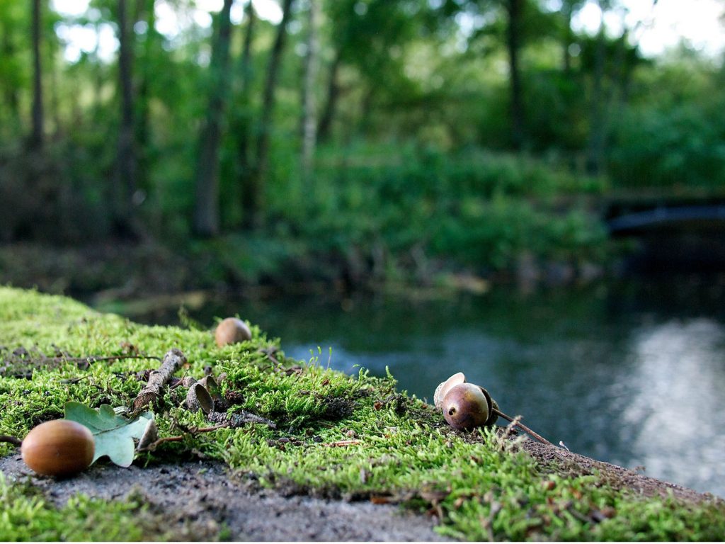 photo by andre hofmeister of acorn, moss, and creek