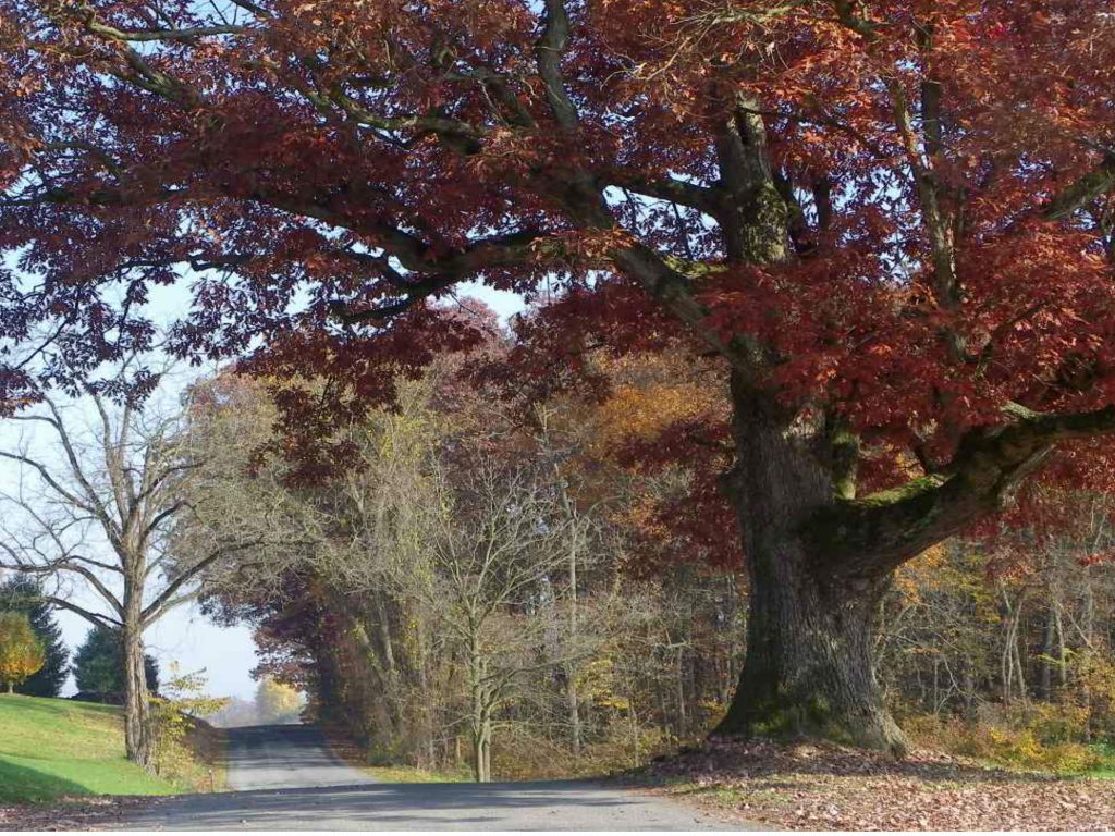 oak tree on a country road