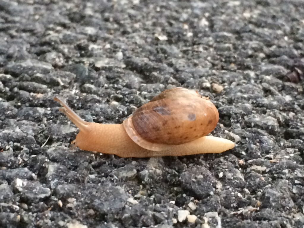 snail on a trail photo by jeffrey pillow