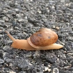 snail on a trail photo by jeffrey pillow