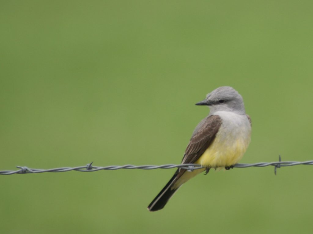 photo of little bird on a fence wire