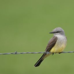 photo of little bird on a fence wire