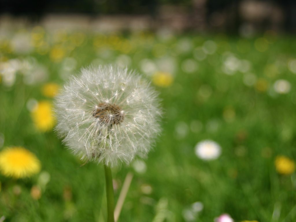 A dandelion flower in a field