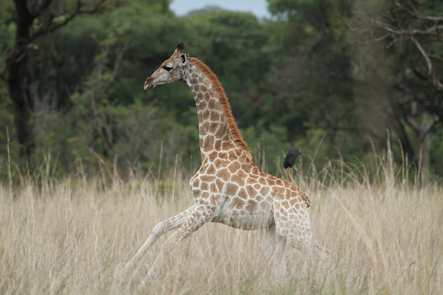 baby giraffe (calf)