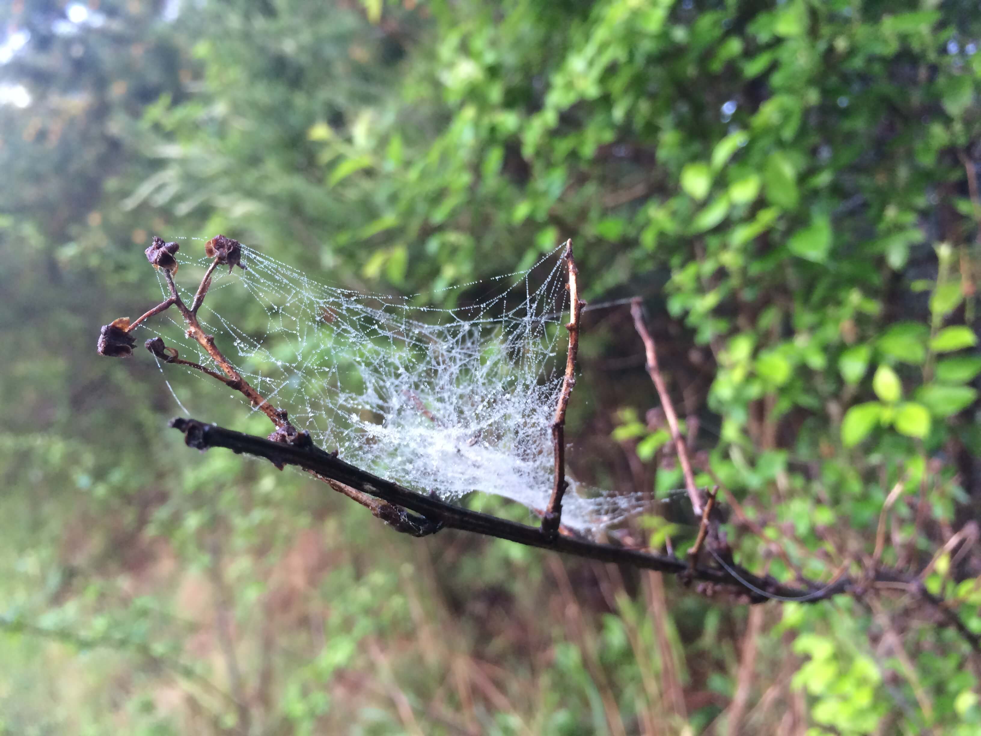 dew on a spider's web