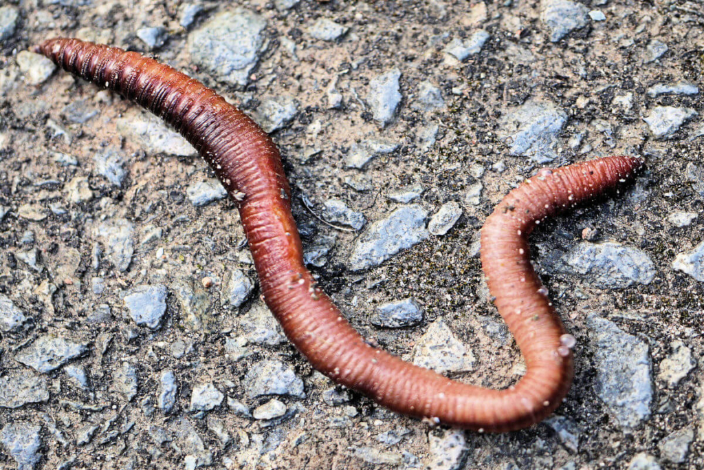 earthworm on the sidewalk