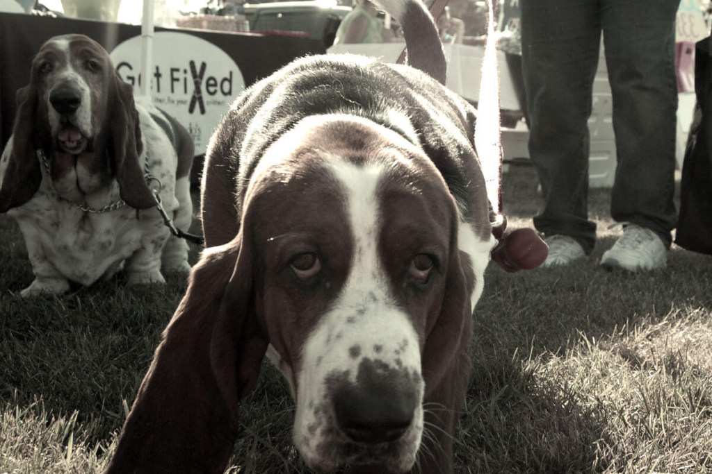 fat basset hound looking at camera
