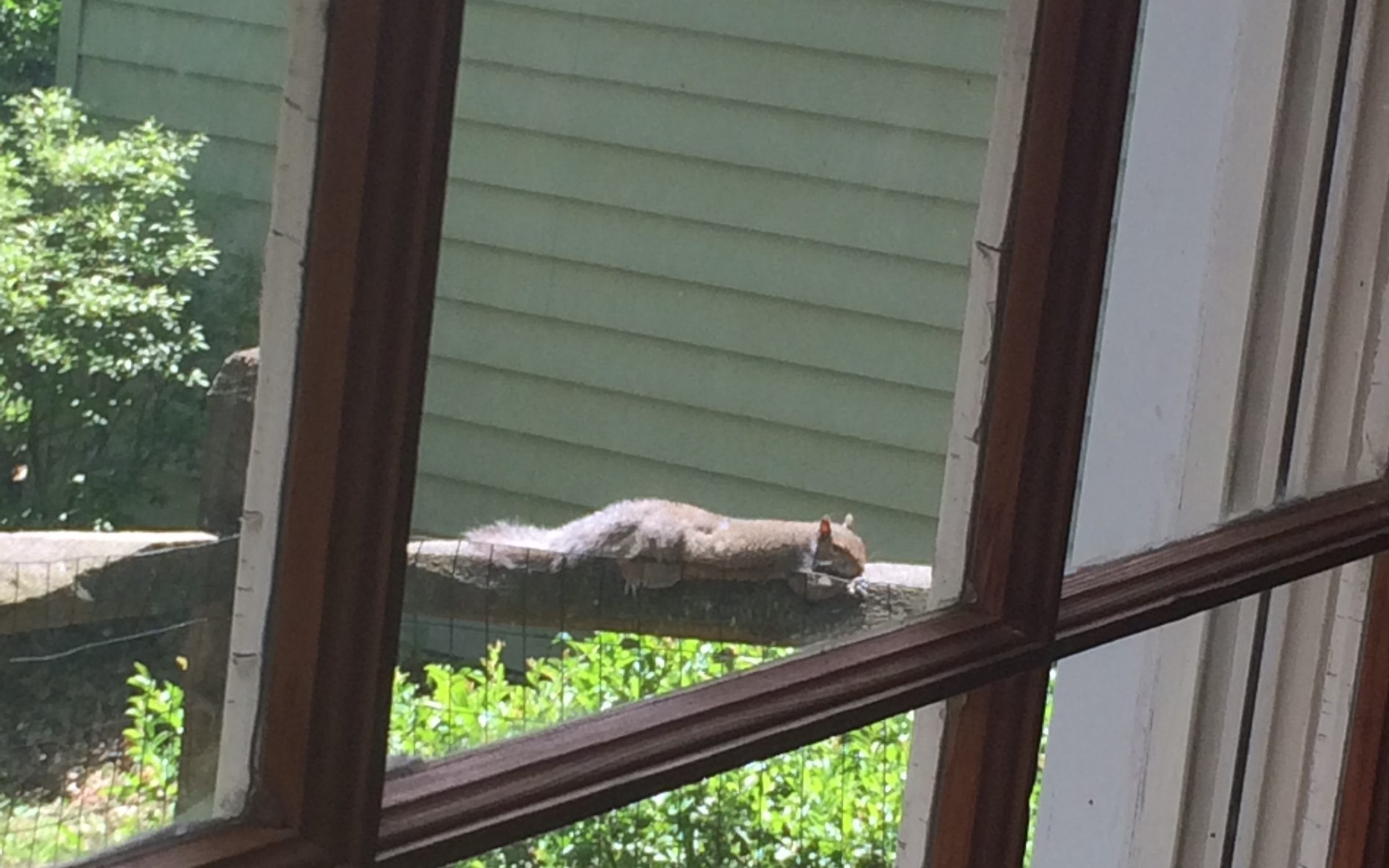 squirrel relaxing on a fence post