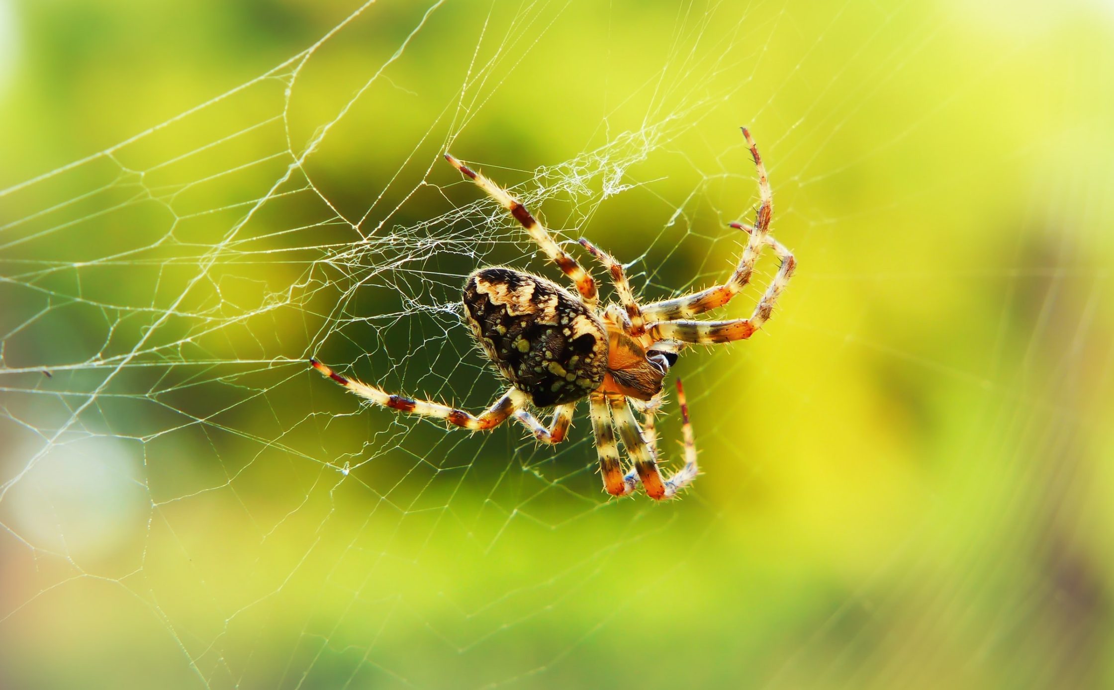 Orb weaver spider in spiderweb