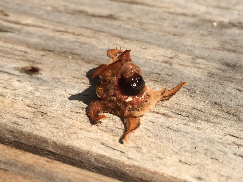 a bug that looks like the alien from The Simpsons. It's called a Monkey Slug and it fell from an oak tree onto my picnic table