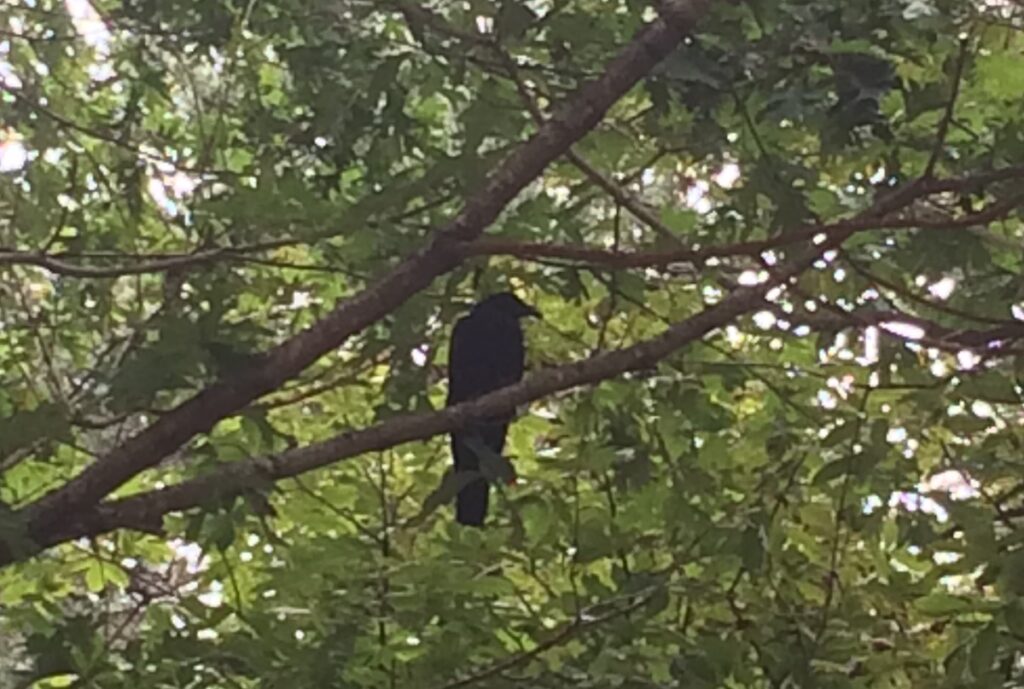 stowaway crow in a tree