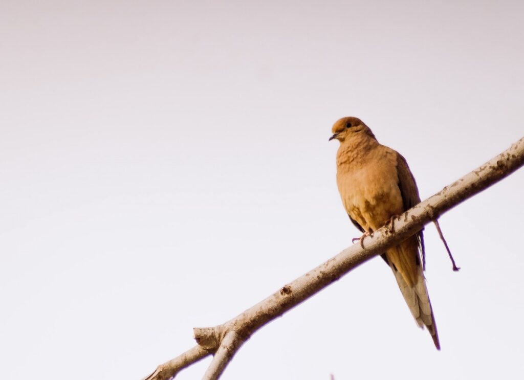 bird mourning dove