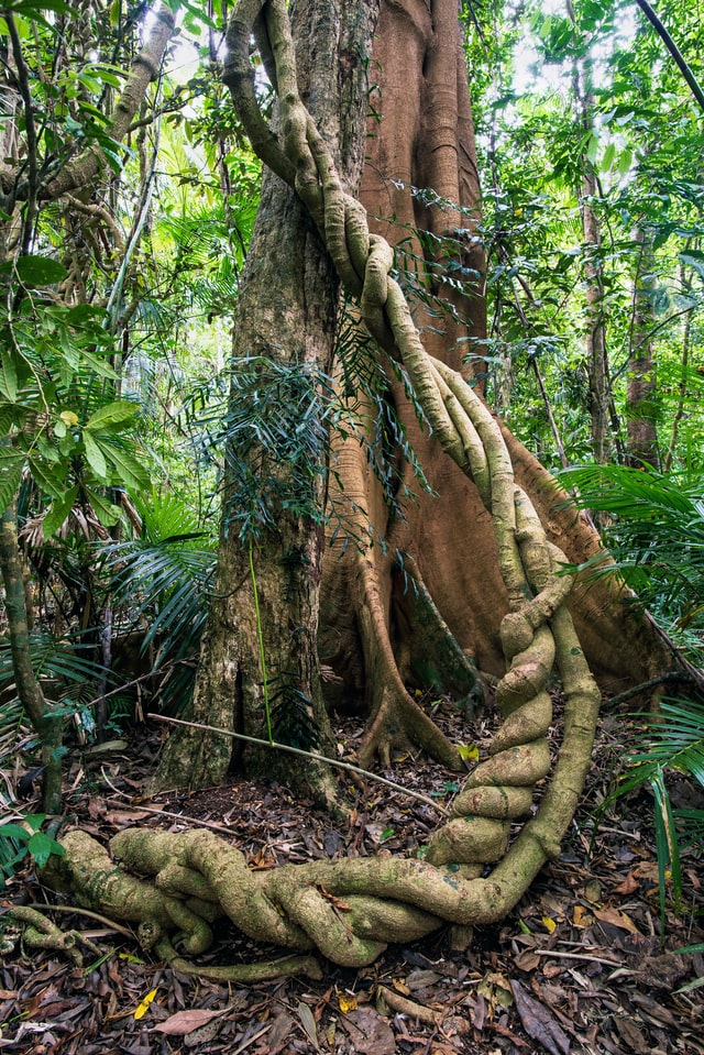 snake vine tree