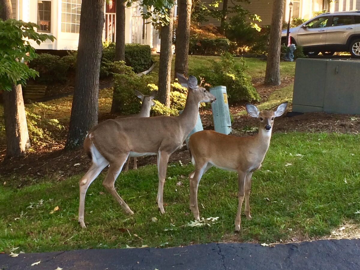A mother deer and her fawn standing next to driveway in suburbs