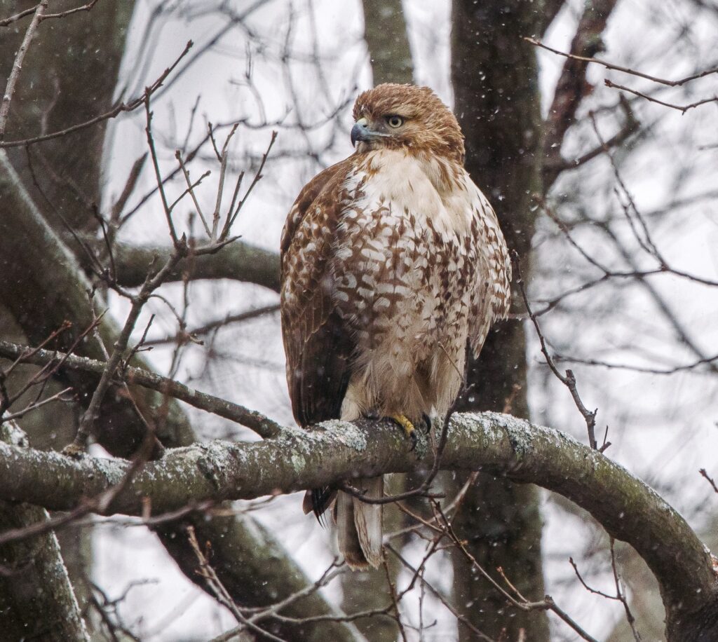 red-tailed hawk perches on limb looking for prey