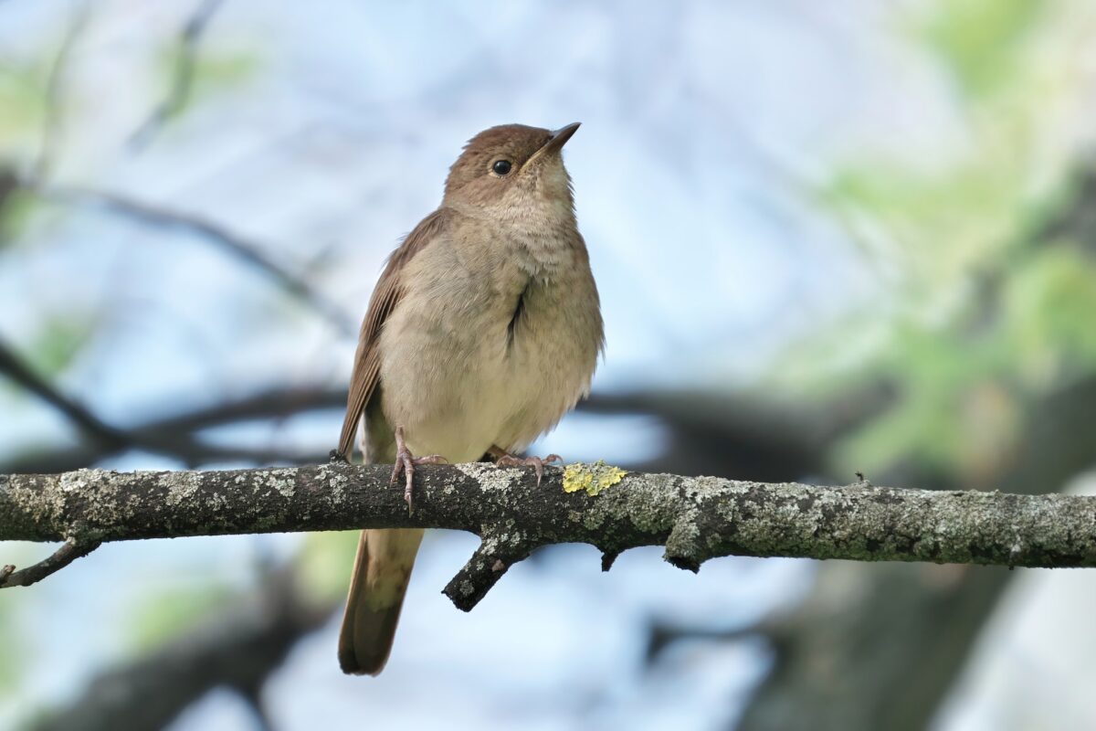 Nightingale bird perched on tree branch