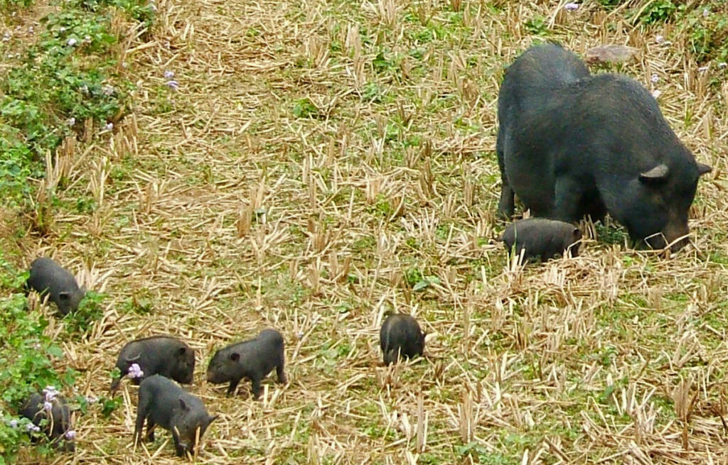 Vietnamese pot-bellied piglets and mother grazing in field