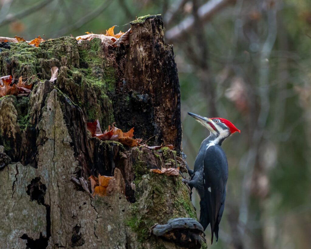 Red pileated woodpecker looking into decaying tree stump in forest