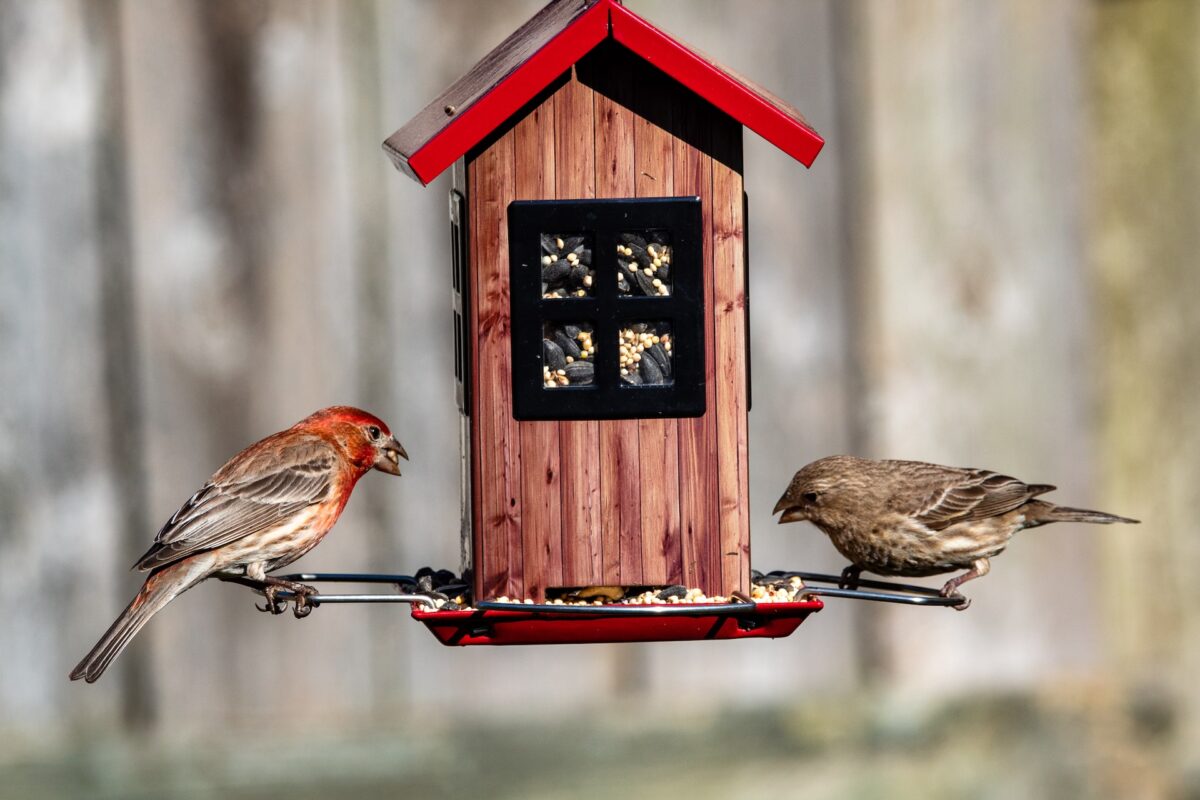 A male and female house finch eating seeds from bird feeder