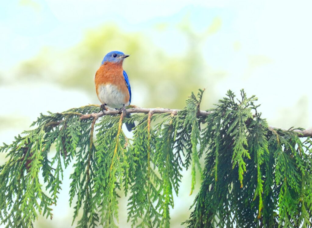 bluebird perched on a cedar tree limb