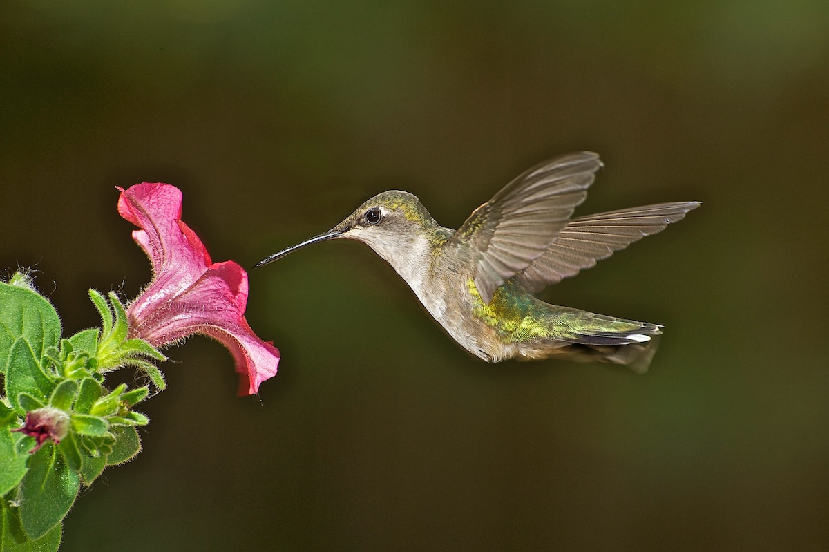 close up of an extraordinary hummingbird visiting a flower for nectar