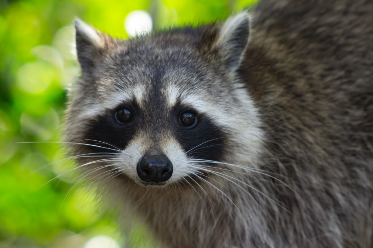 Front view of a raccoon with its striped eyes