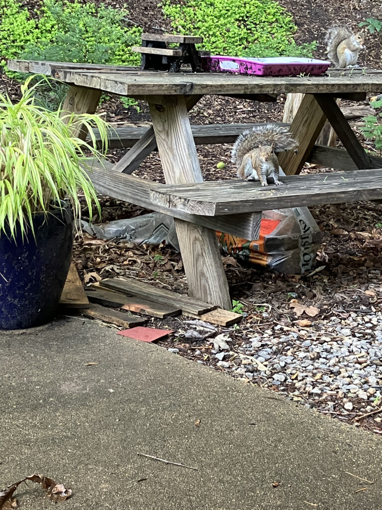 two squirrels on a picnic table