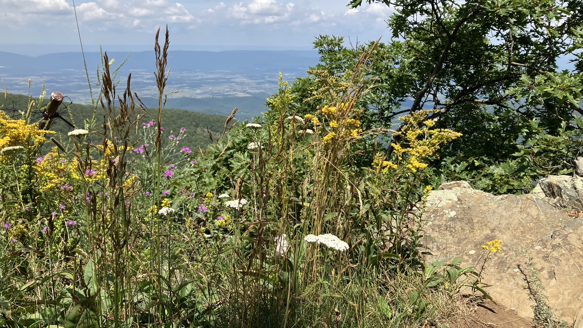 wildflowers at Hawksbill Mountain in Shenandoah National Park