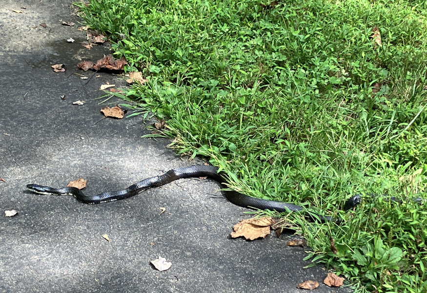 black snake aka eastern rat snake on the edge of a paved trail