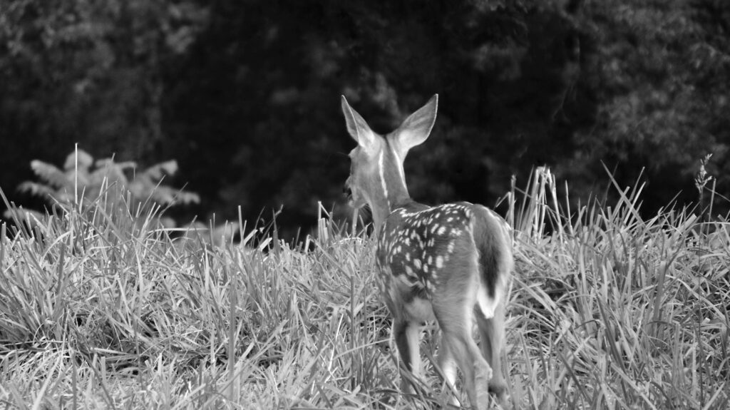 a young fawn with spots walking through a field