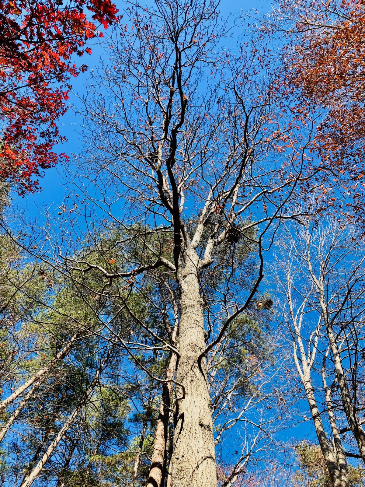 looking up at a tree that has lost its leaves in November. Near it are pines and an oak tree still holding onto its leaves for now