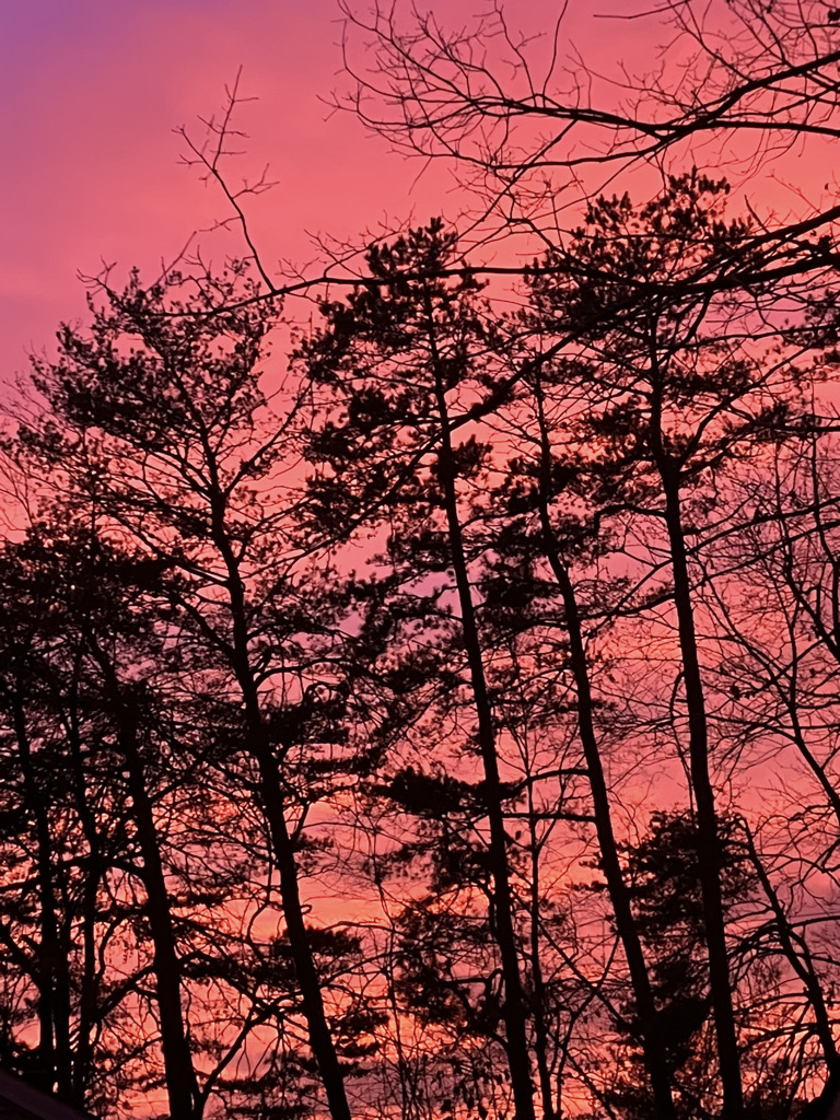 pink sky with pine trees