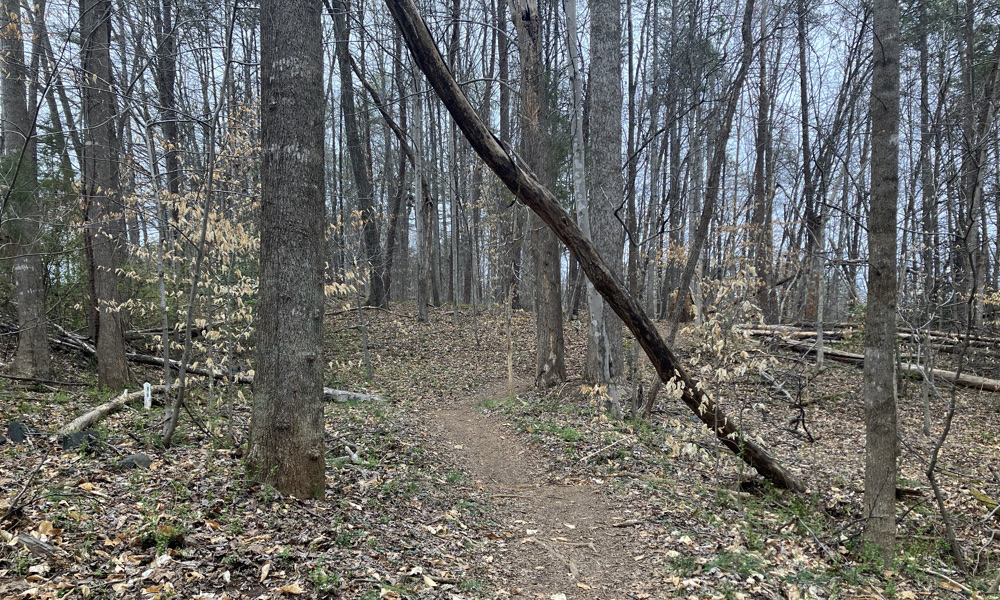 tree leaning over a trail running path in the middle of the woods
