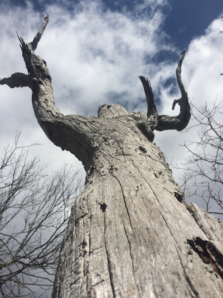 an aging old tree that was once struck by lightning in shenandoah national park. The view of the images is looking up with the blue sky and clouds above the graying tree
