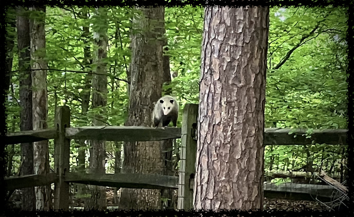 an opossum standing on a fence rail