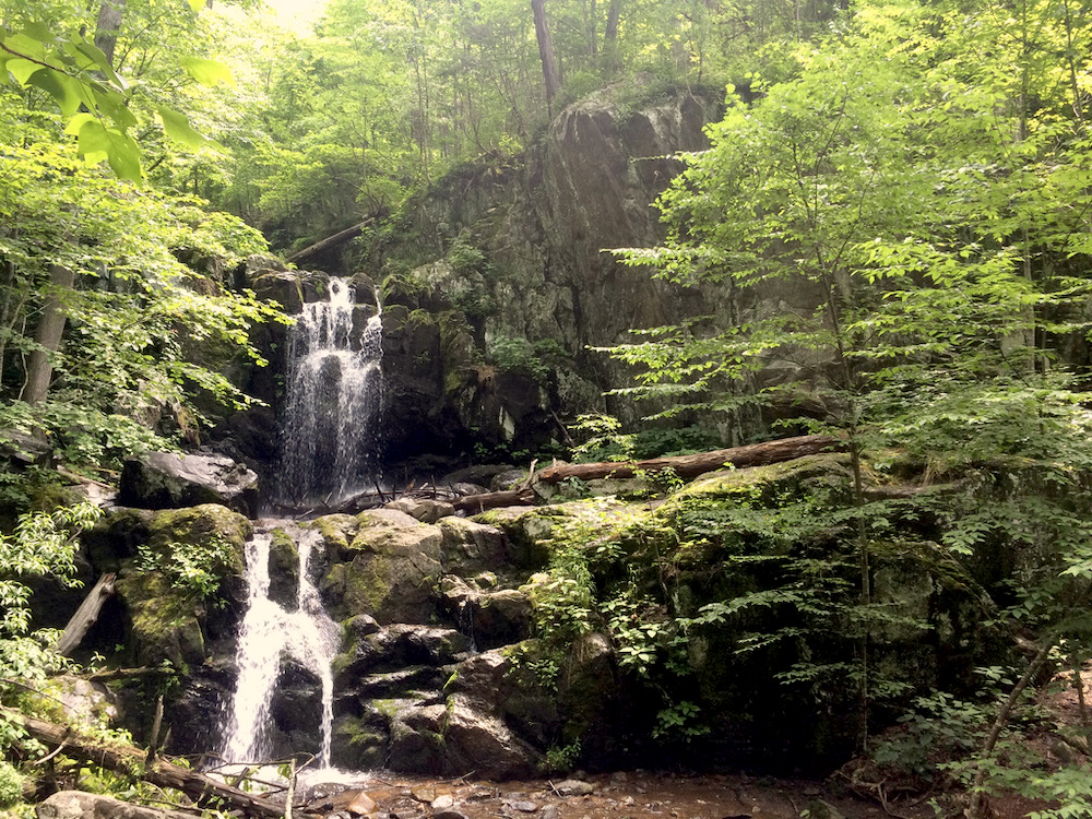 A waterfall deep in Shenandoah National Park flows down over rocks. Alongside are trees and ferns. The sight is a beautiful green.