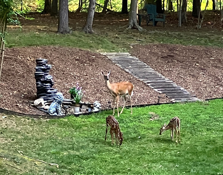 a mother deer and her two fawns graze in a wooded backyard