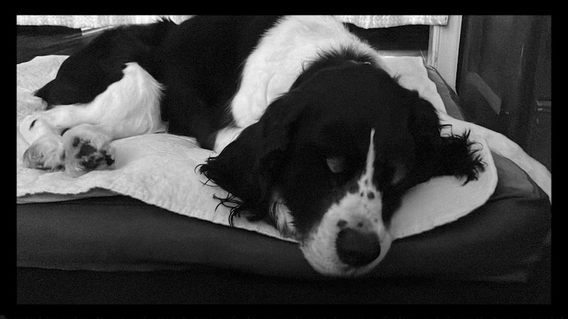 a black and white english springer spaniel sleeping on a dog bed at 2:30 in the morning