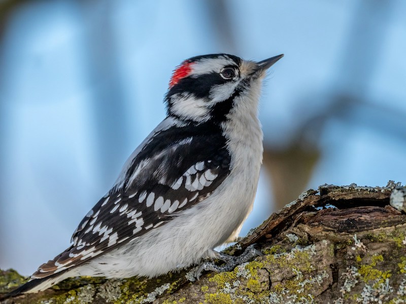 a downy woodpecker with a little red speck of color on its head