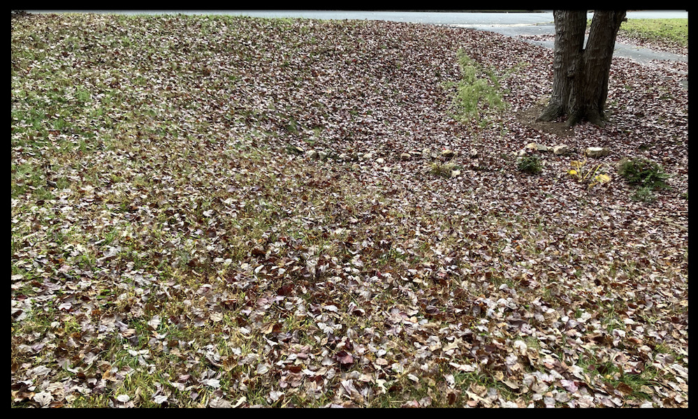 leaves scattered on a suburban front yard in autumn/fall that are in dire need of a rake or leaf blower