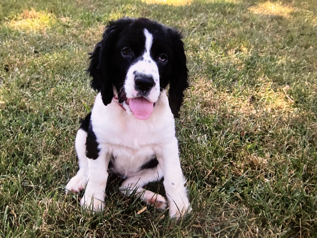 my shadow, a puppy dog with a goofy expression named Mozzarella Cheese